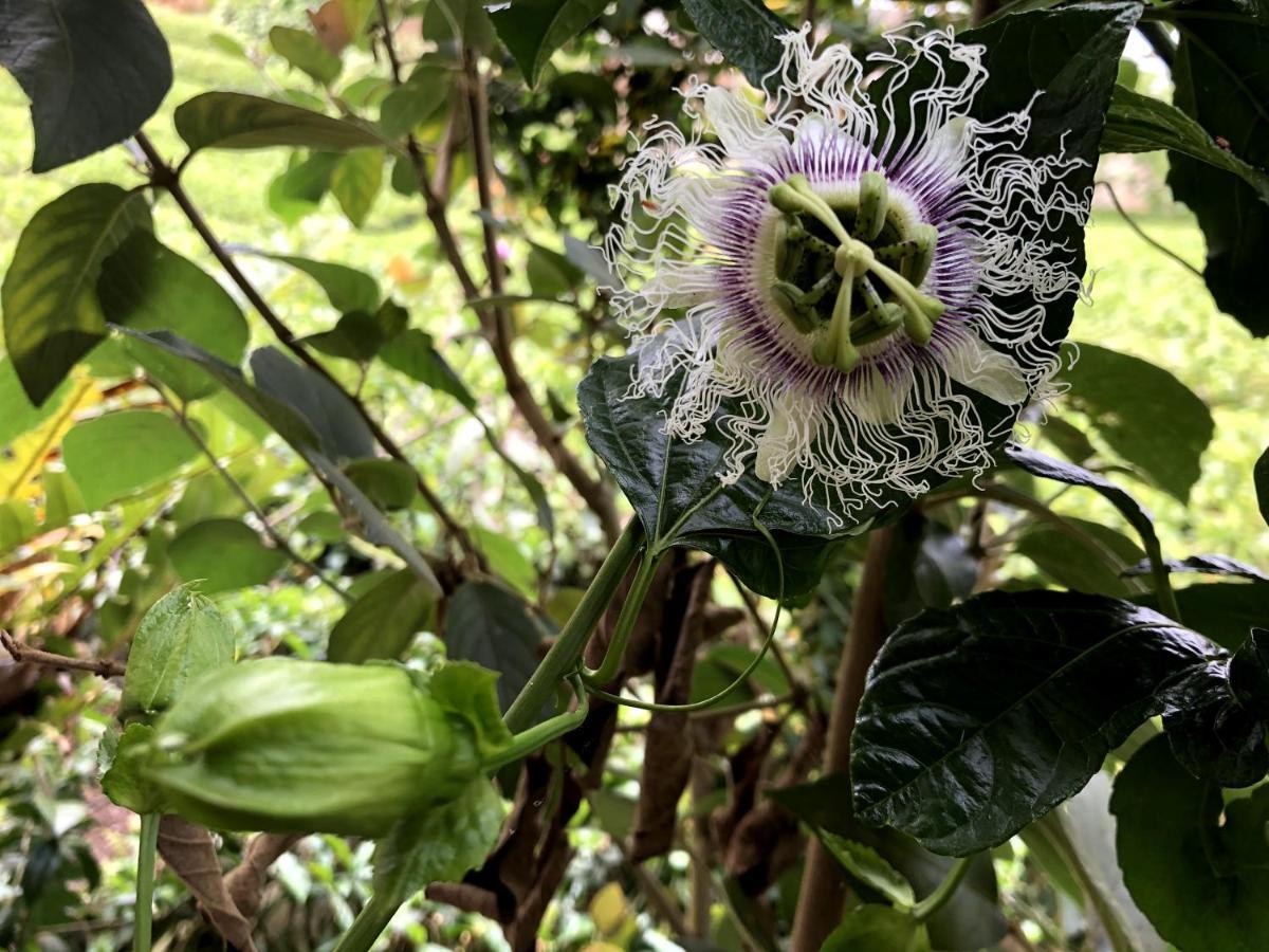 Tianyi Homestay Fenchihu Esterno foto